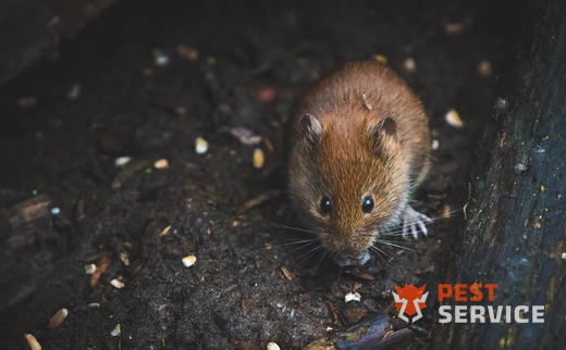 Дератизация в Волгограде